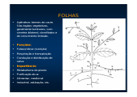 Morfologia das folhas.pdf